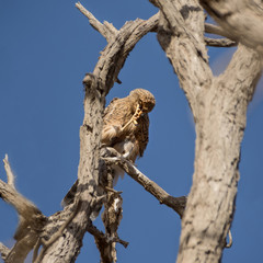 Greater Kestrel