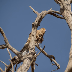 Greater Kestrel