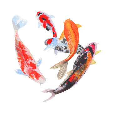 Koi Carp fish Watercolor painting isolated. Watercolor hand painted cute animal illustrations. Koi Carp fish isolated on white background