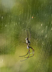 Batik Golden Web Spider