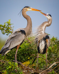 Kissing herons