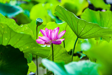 Beautiful Da Helian lotus in Tode Park taipei taiwan