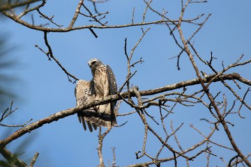 Juvenile Mississippi Kite stretching wing
