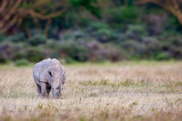 Lone white Rhino grazing in field in Africa.jpg