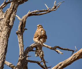 Greater Kestrel