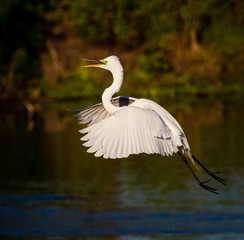 Flying great white egret in Florida.CR2
