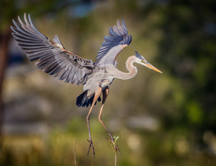 Great blue heron with wings spread wide.