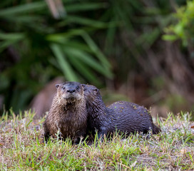 Florida Otters in sprig