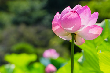 Obraz na płótnie Canvas Lotus Flower.The back is the lotus leaf and lotus flower and trees.Shooting location is Yokohama, Kanagawa Prefecture Japan.