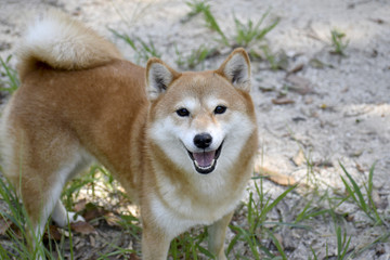 柴犬・笑顔・カメラ目線