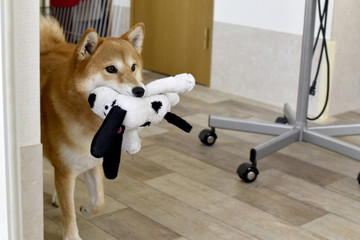 柴犬・おもちゃ遊び
