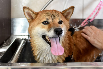 柴犬・シャンプー中
