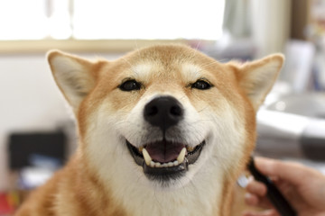 柴犬・トリミング中