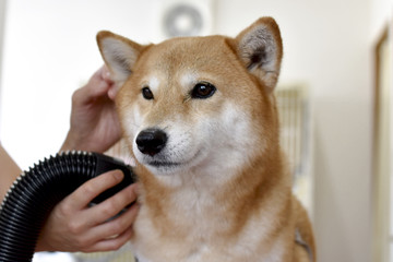 柴犬・トリミング中