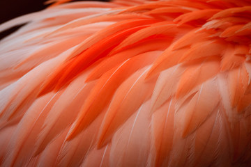 Close up of Flamingo feathers.CR2