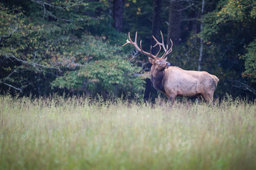 Male elk with huge rack stops to look right.