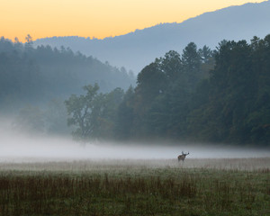 Fototapeta na wymiar Sunrise over misty meadow with male bull elk grazing.CR2