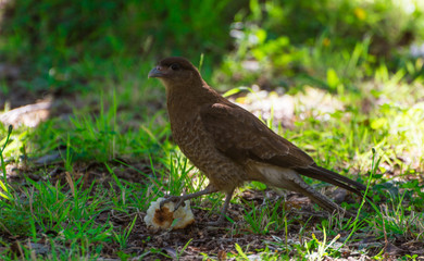 CHIMANGO, AVE CAZADORA