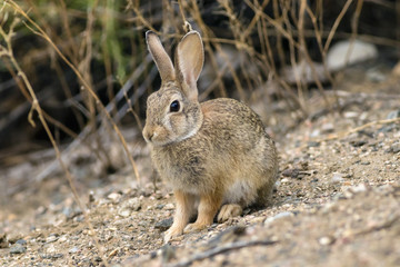 Wild Rabbit On Sloping Ground