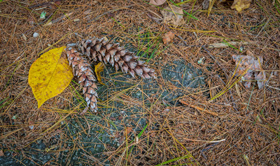Pine cones and needles background