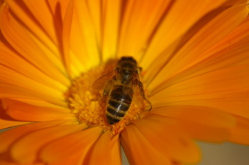 Macro of a yellow typical Honey Bee cross pollinating an orange flower in a rural garden, New South Wales, Australia