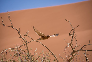 Greater Kestrel