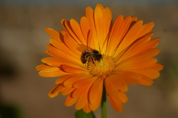 Macro of a yellow typical Honey Bee cross pollinating an orange flower in a rural garden, New South Wales, Australia