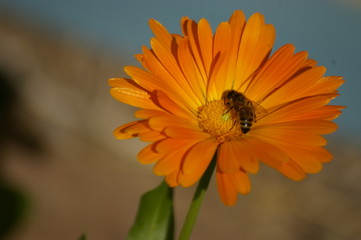 Macro of a yellow typical Honey Bee cross pollinating an orange flower in a rural garden, New South Wales, Australia
