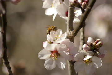 close up of a working honey bee cross pollinating white almond blossoms on a tree in rural New South Wales, Australia