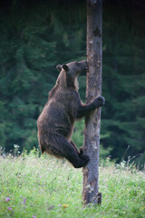 brown bear in its natural habitat climbing a tree