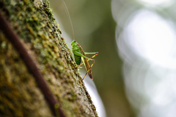 insect jumps mountains
