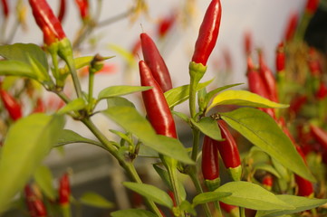 close up of a harvest of fresh red spicy chillies growing on a bush in a greenhouse on a farm in rural New South Wales, Australia