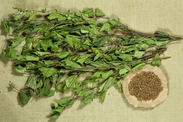 Birch. Dry plants. Herbal medicine, phytotherapy medicinal herbs.