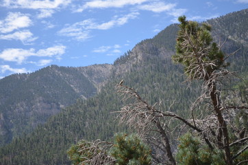 Mount Charleston