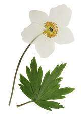 Pressed and dried flowers anemone