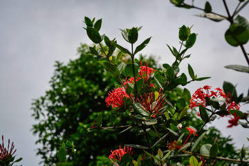 red flowers on the street