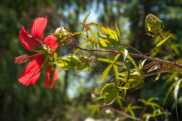 Red flower. Botanical garden in Jerusalem.