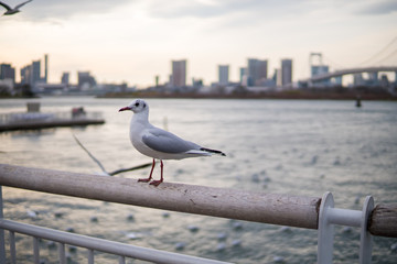 かもめ