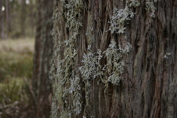 wintry white lichen growing on the barked trunk of a native tree in a forested area, rural New South Wales, Australia