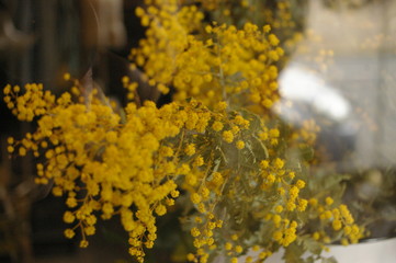 vase of yellow native Australian wattle flowers in display in a shop window, rural New South Wales