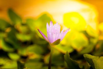 The lotus is blooming in the basin of water, terra cotta sunshine morning light.