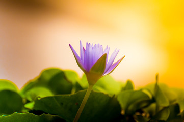 The lotus is blooming in the basin of water, terra cotta sunshine morning light.