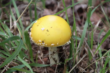 Wild Mushroom, Whitemud Park, Edmonton, Alberta