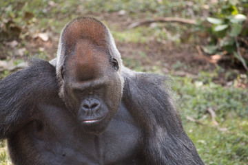 close up of gorilla looking down