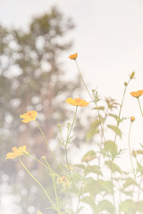 Yellow flowers, with green bokeh background before sunset