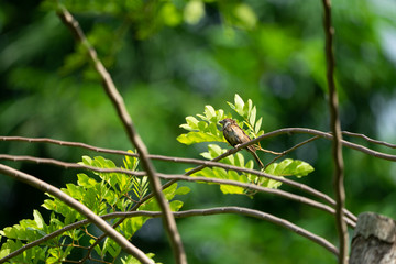 sparrow bird hang on to the little branch with dark blur green background.