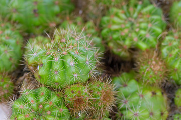 Fototapeta premium Group of Cactus after rain with water drop on green
