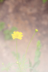 Yellow flowers, with green bokeh background before sunset