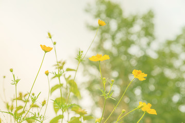 Yellow flowers, with green bokeh background before sunset