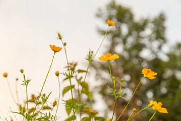 Yellow flowers, with green bokeh background before sunset